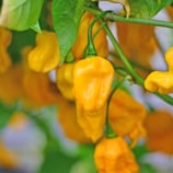 Carolina Reaper Jaune - Sachet 10 graines