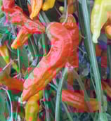 Aji Ahuachapau - Sachet 10 graines