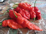 Bhut Jolokia Rouge - Sachet 10 graines