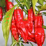 Bhut Jolokia Assam- Sachet 10 graines