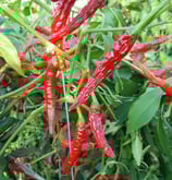 Dos de Dragon Longshen - Sachet 10 graines