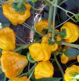 Mushroom Jaune - Sachet 10 graines