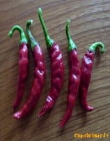 Cayenne Thick - Sachet 10 graines