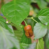 Carolina Reaper Caramel - Sachet 10 graines