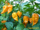 Fatalii Jaune - Sachet 10 graines