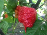 Carolina Reaper - Sachet 10 graines