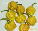 Trinidad Moruga Scorpion Jaune - Sachet 10 graines