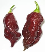 Fatalii Brown - Sachet 10 graines