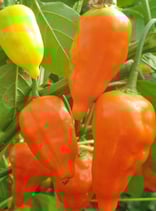 Aji Giallo Arancio - Sachet 10 graines