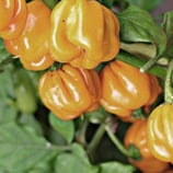 Piment Antillais - Sachet 10 graines