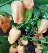 Fatalii Peach - Sachet 10 graines