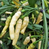 Aribibi Gusano - Sachet 10 graines