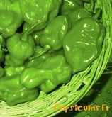 Habanero Green - Sachet 10 graines