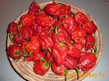Trinidad 7 Pot Barrackpore - Sachet 10 graines