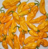 Bhut Jolokia Orange - Sachet 10 graines