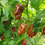 Big Bang Chocolat - Sachet 10 graines