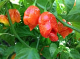 Trinidad Scorpion - Sachet 10 graines