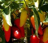 NuMex Piñata - Sachet 10 graines