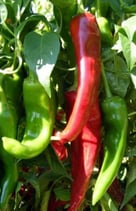 Poivron Corno di Toro Rosso - Sachet 10 graines