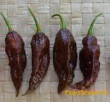 Bhut Jolokia Chocolat - Sachet 10 graines