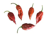 Bhut Jolokia Brun - Sachet 10 graines