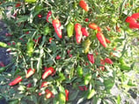 Jalapeño Early - Sachet 10 graines