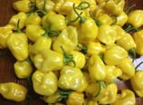 Habanero Jaune - Sachet 10 graines