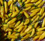 Aji Pineapple - Sachet 10 graines