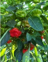 Mushroom Rouge - Sachet 10 graines