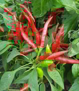 Bali Lombok - Sachet 10 graines