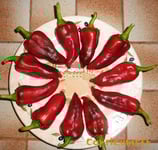 Numex Big Jim - Sachet 10 graines