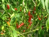 Piment Oiseau Piri Piri - Sachet 10 graines