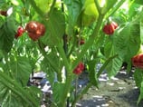 Trinidad 7 Pot Burgundy - Sachet 10 graines