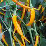 Hengdong - Sachet 10 graines