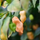 Habanero Kukulkan- Sachet 10 graines