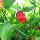 Habanero Martinique - Sachet 10 graines