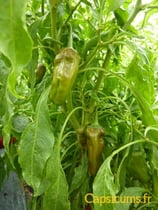 Chimayo - Sachet 10 graines