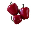 Poivron Mini Bell Rouge - Sachet 10 graines