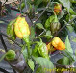 Pimenta Preta Orange - Sachet 10 graines