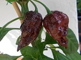 Trinidad Scorpion Chocolat - Sachet 10 graines