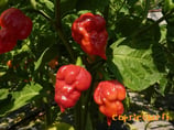 Trinidad Scorpion Butch T - Sachet 10 graines