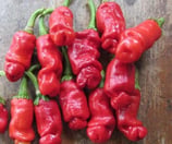 Peter Pepper Rouge - Sachet 10 graines