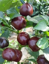 Cherry Chocolat - Sachet 10 graines