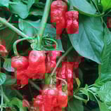 Raja Mirch - Sachet 10 graines