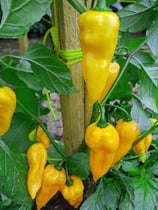 Bonda Man Jak - Sachet 10 graines