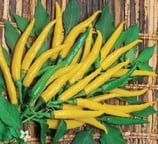 Ljuti - Sachet 10 graines