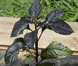 Royal Black - Sachet 10 graines