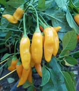 Aji Cito - Sachet 10 graines