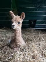 Sa., 04. April 2026 von 14 bis 17 Uhr