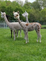 Di., 03. März 2026 von 15 bis 16 Uhr